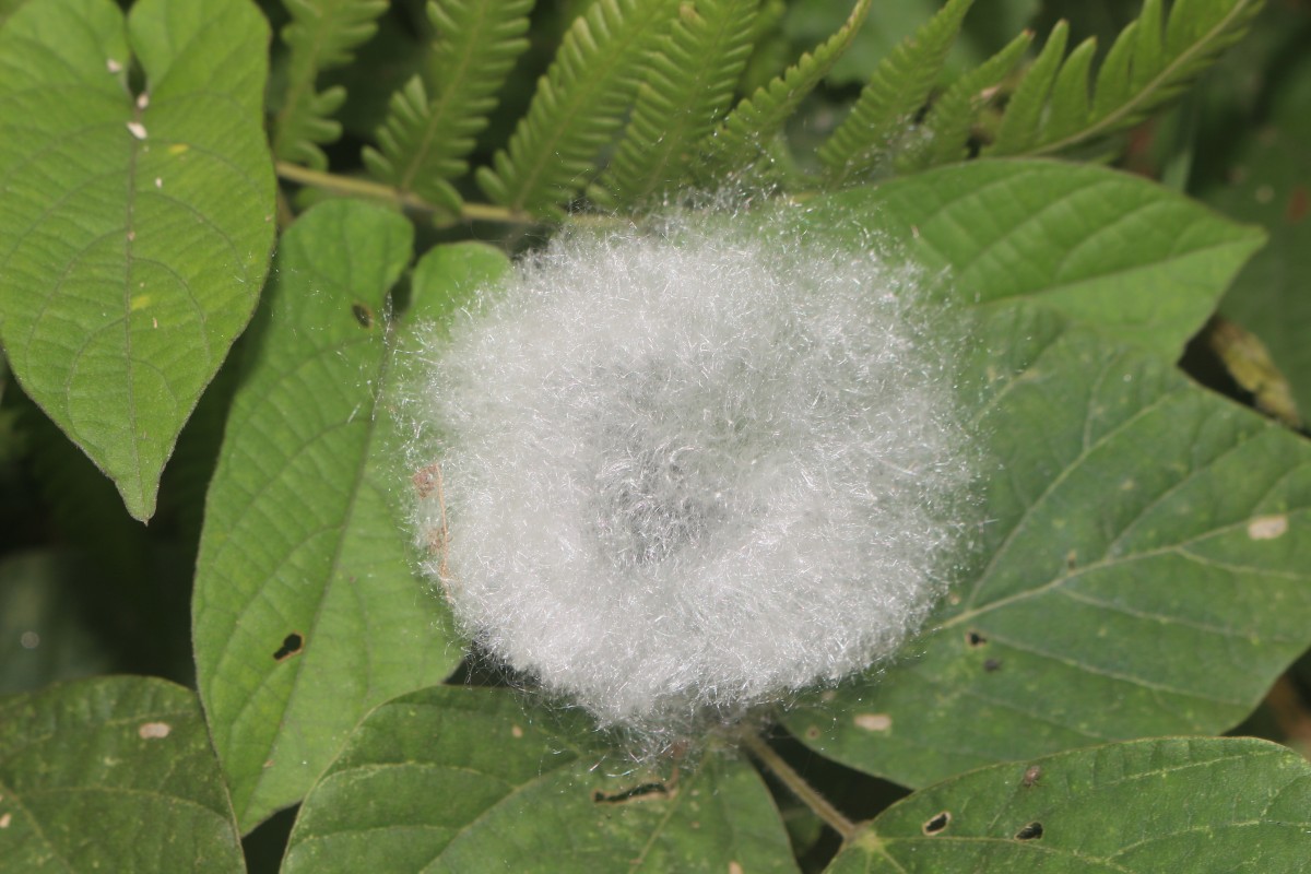 Bombax ceiba L.